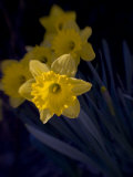Daffodil in Bloom, New York, New York, USA Photographic Print by Paul Sutton