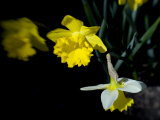 Daffodil in Bloom, New York, New York, USA Photographic Print by Paul Sutton