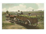 Watermelon in Cart, Lodi, California Photo
