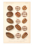 Varieties of Pecan and Walnut Lámina giclée Varieties of Pecan and Walnut Lámina giclée