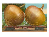 Giant Onions on Flatbed Print