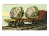 Giant Cauliflower on Flatbed Prints