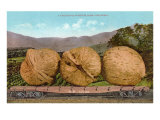 Giant Walnuts on Flatbed Lámina giclée Giant Walnuts on Flatbed Lámina giclée