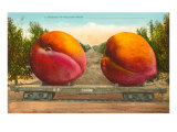 Giant Peaches on Flatbed Lámina giclée