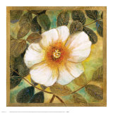 White Magnolia II Posters by Danson 