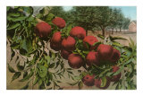 Oregon Apples Prints