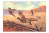 Man Shooting Pheasants, Pointer Poster Man Shooting Pheasants, Pointer Poster