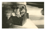 Two Kittens in a Basket Lámina giclée Two Kittens in a Basket Lámina giclée
