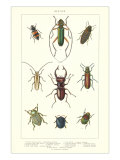 Various Kinds of Beetles Posters