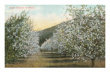 Apple Orchard in Bloom Prints