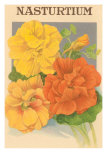 Nasturtium Seed Packet Photographie