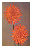 Orange Dahlias Posters