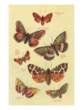 Polillas Lámina giclée Polillas Lámina giclée