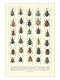 Lots of Beetles Prints
