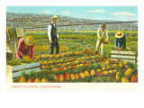 Pineapple Plantation, Hawaii Print