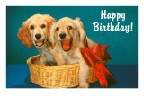 Happy Birthday, Two Spaniels in Basket Print