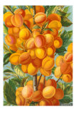 Apricots Poster