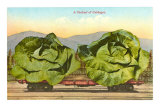 Giant Cabbages on Flatbed Prints