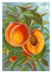 Excelsior Peach Posters