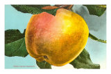 White Winter Pearmain Apple Prints