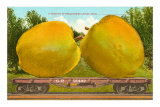 Giant Bellflower Apples on Flatbed Posters