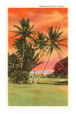 Moanalua Palms, Hawaii Prints