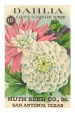 Dahlia Seed Packet Posters