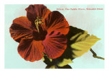 Hibiscus, Hawaii Prints