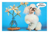 Happy Birthday Poodle Prints