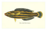 Hawaiian Fish, Hilu Posters