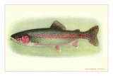 Rainbow Trout Posters