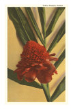 Torch Ginger Flower, Hawaii Prints