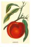 Amsden Peach Print