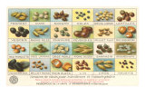 French Grain Chart Pósters