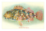 Hawaiian Fish, Oapukai Prints