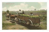 Watermelon in Cart, Lodi, California Pósters