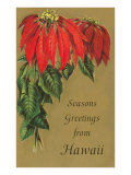 Season's Greetings from Hawaii, Poinsettias Lámina giclée