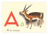 A is for Antelope Photographie
