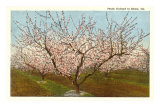 Peach Orchard, Perry, Georgia Posters