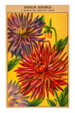 Dahlia Double Seed Packet Affiche