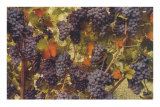 Grapes Print