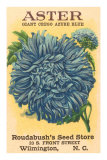 Aster Seed Packet Poster