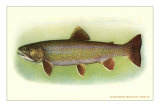 Eastern Brook Trout Photo