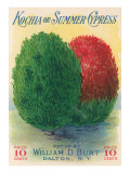 Summer Cypress Seed Packet Posters