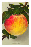 Gravenstein Apple Prints