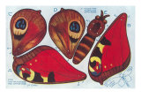 Cutout Moth Puppet Lámina giclée Cutout Moth Puppet Lámina giclée