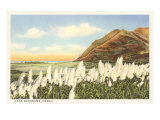 Cane Blossoms, Hawaii Posters