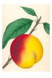 Peach Posters
