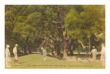 Golf Course, St. Simons Island, Georgia Prints