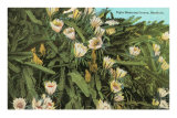 Cactus à grande fleur, Hawaï Affiches